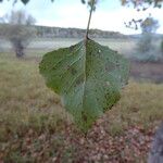 Populus nigra 葉