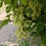 Acer glabrum Frutto