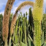 Agave attenuata Habit