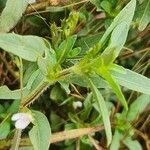 Justicia calyculata Flower