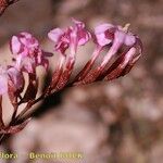 Limonium insigne Flower