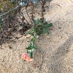 Oenothera longiflora Blad