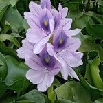 Pontederia crassipes Цвят