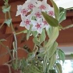Hoya lanceolata Blüte