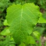 Populus tremuloides Feuille