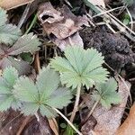 Potentilla simplex Feuille