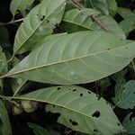 Leptactina arborescens Blatt
