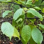 Prunus pensylvanica Leaf