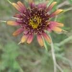 Tragopogon crocifolius Kukka