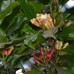 Syzygium aromaticum Цветок