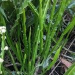 Baccharis trimera Лист
