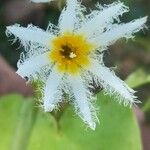 Nymphoides indica फूल