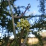 Cynanchum viminale Flower