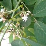 Dendrolobium umbellatum Fruit