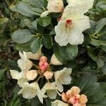 Rhododendron aureum Flower