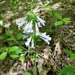 Salvia lyrata Blomst