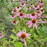 Echinacea angustifolia Цвят