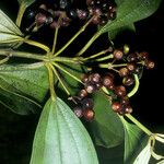 Miconia acuminata Fruit