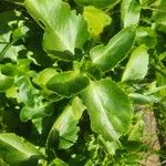 Kalanchoe densiflora Leaf