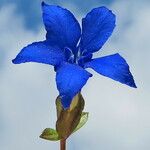 Gentiana verna പുഷ്പം