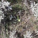 Artemisia austriaca List
