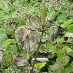 Clematis heracleifolia Habit