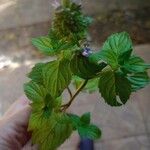 Mentha arvensis Blatt