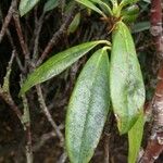 Rhododendron × sochadzeae Leaf