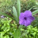 Ruellia simplexFleur