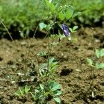 Clitoria ternatea Habitus