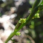 Benthamia africana Flower