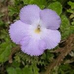 Episcia lilacina Flor