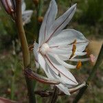 Asphodelus ayardii Flower