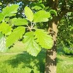 Sorbus intermedia Лист