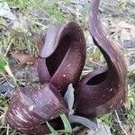 Symplocarpus foetidus Leaf