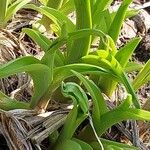 Hemerocallis citrina পাতা