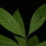 Chrysochlamys glauca Hoja