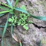 Papaver setiferum Blatt