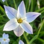 Ipheion uniflorum Flor