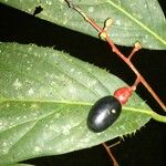 Ocotea atirrensis Fruto