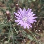 Lactuca tatarica फूल