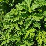 Heracleum sosnowskyi List