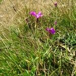 Dianthus deltoides 整株植物