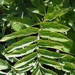 Incarvillea delavayi Leaf