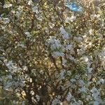 Prunus incisa Blodyn