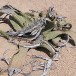Welwitschia mirabilis Habitus