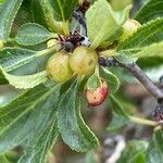 Rhamnus saxatilis Fruchs