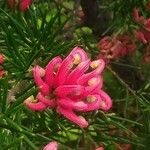 Grevillea juniperina Kwiat