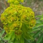 Euphorbia palustris Kvet