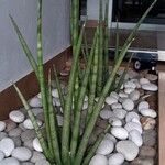 Sansevieria cylindrica Bojer ex Hook.Hostoa